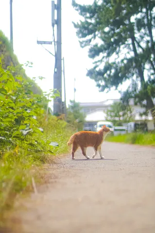 猫さんの散歩道
