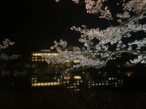 夜の桜と水面の輝き