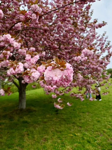 満開の桜、春の息吹
