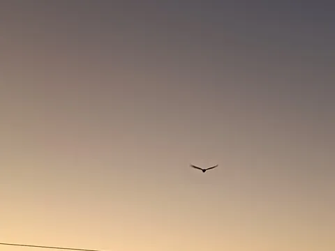 大空を舞う翼