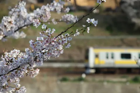 桜と電車、春の情景