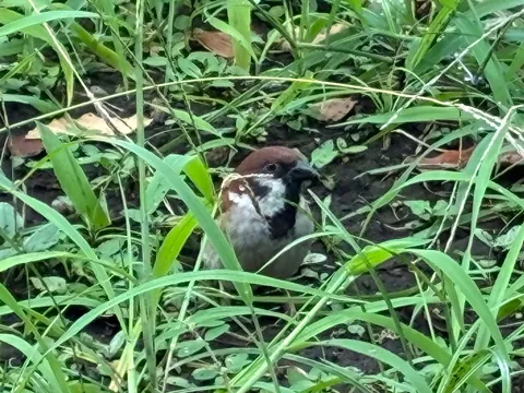草むらに隠れるスズメ、見つけられるかな？