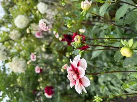 雫きらめく庭の花々