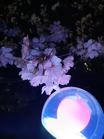 夜桜と光るリンゴ