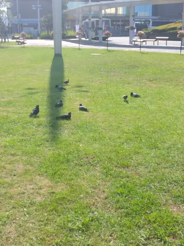 緑の絨毯と鳩たち