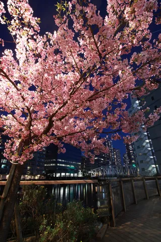夜景を包む桜の天蓋