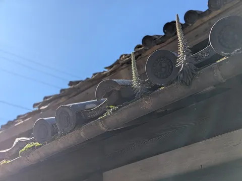 屋根の影と鋭い花の佇まい