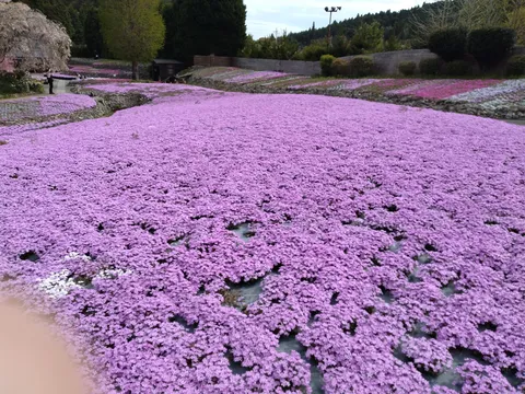紫色の海、芝桜の絨毯
