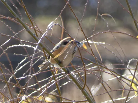 枝葉に隠れる鳥の視線