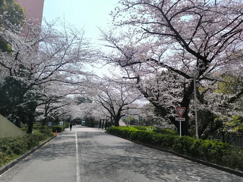 桜並木の下の散歩道