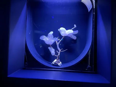 水中の神秘的なアート