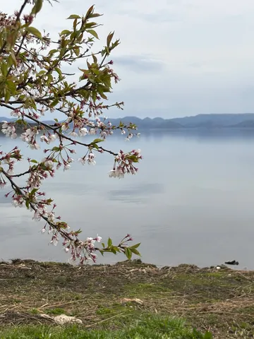 湖畔に咲く春の息吹