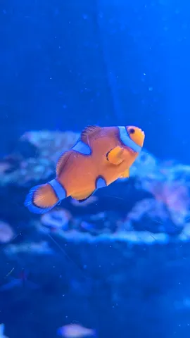 水中パレードの主役さん