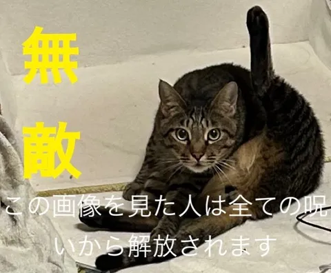 無敵モードの猫の視線