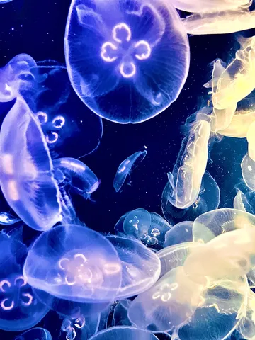 青い海中に浮かぶ花模様
