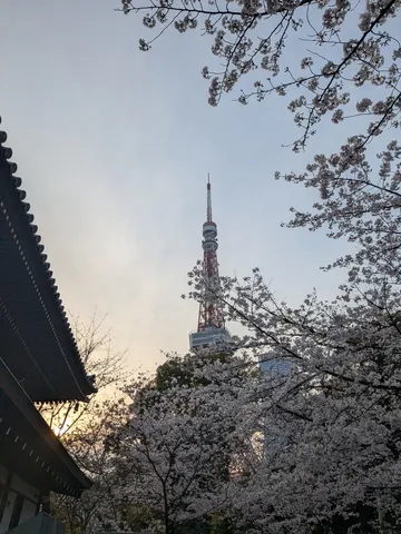 桜とタワー、夕暮れの一服