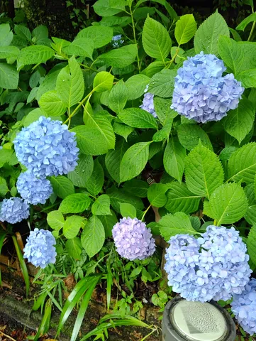 紫陽花、雨粒の宝石箱