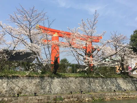 桜と朱色の鳥居、春の対比