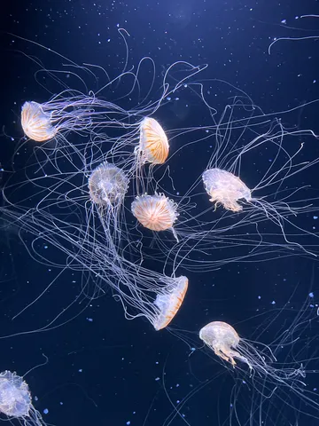 幻想的なクラゲの舞踏会