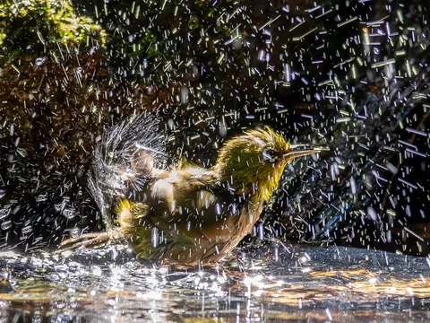雨粒と戯れる小鳥の水中ショー