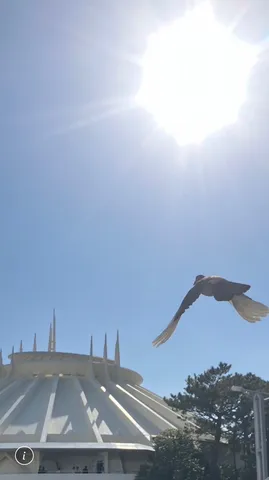 羽ばたく鳩