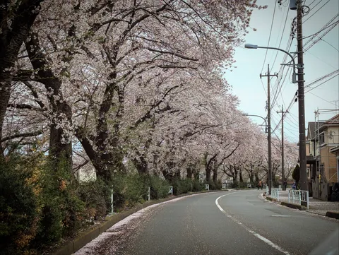 桜並木を彩る春の道