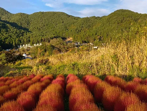 赤と緑の秋風景