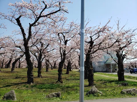 満開の桜と新緑のコントラスト