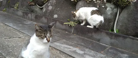 警戒と気配、二匹の猫