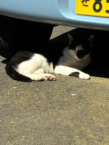 木漏れ日、猫の休息
