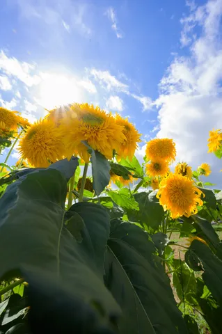 ひまわり畑に太陽が傾く