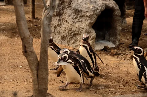 お魚くわえたペンギン