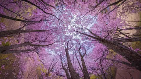 見上げれば桜色