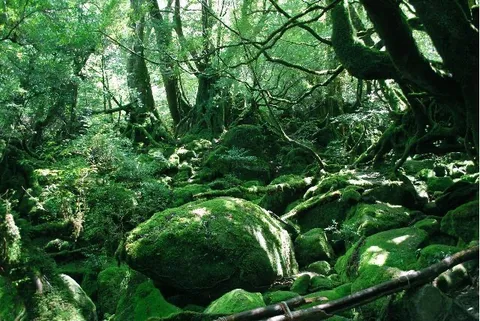 苔むす森、幻想世界の入り口