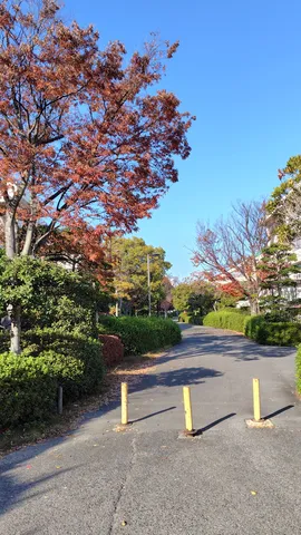 秋風に揺れる木漏れ日の道