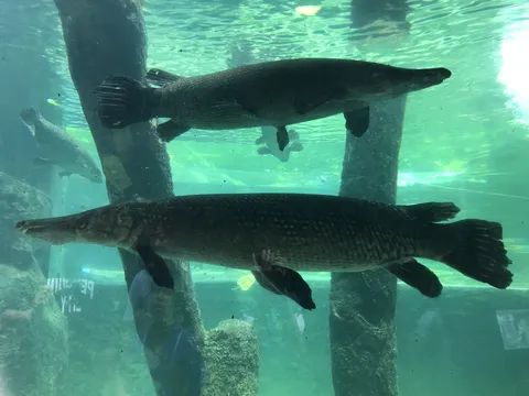 悠々と泳ぐ巨魚たちの世界