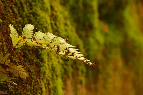 苔むす壁とシダの神秘