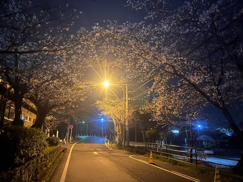 光彩る夜桜の道