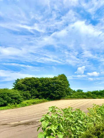 夏空と畑のコントラスト