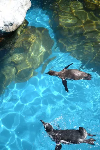ペンギンたちの水中レース！