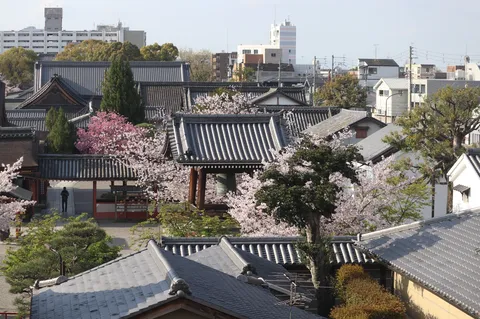 古都の春、石畳と桜