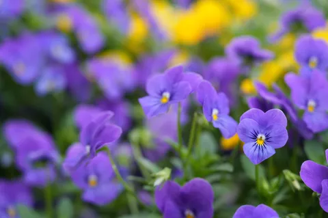 紫と黄色の花畑の囁き
