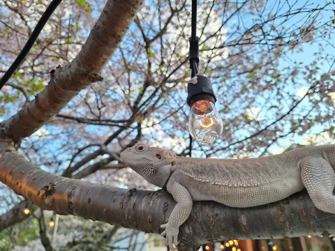 木漏れ日に潜む灯り番