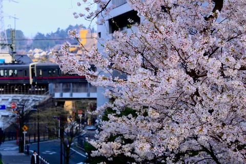 春を告げる桜と電車