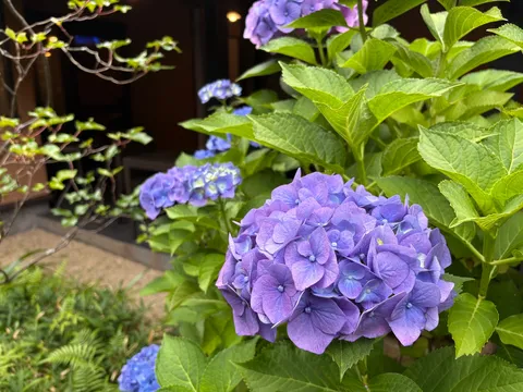 紫陽花の繊細なグラデーション