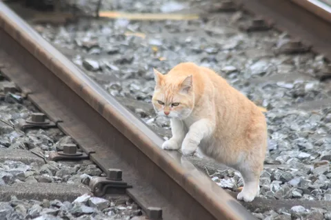 線路に佇む、茶トラ猫の憂鬱