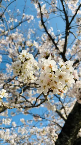 青空に映える桜、春の訪れ