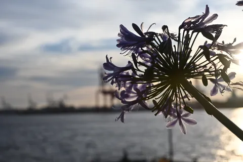 夕暮れの紫陽花と港のシルエット