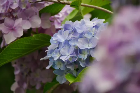 淡い紫陽花の繊細なグラデーション