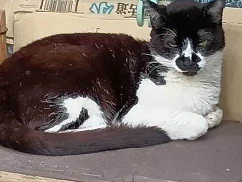 黒白の猫、まどろむ。